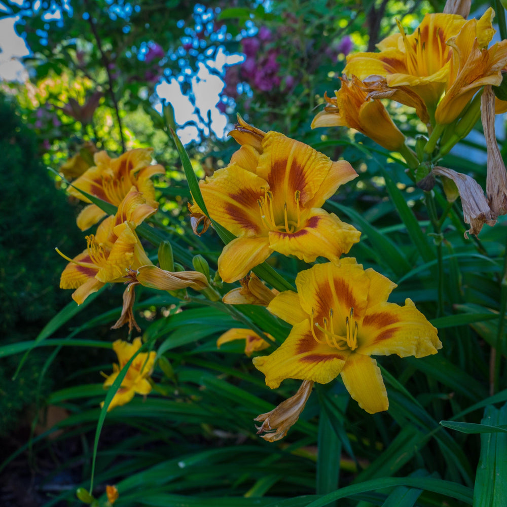 Hemerocallis 'Black Eyed Stella' ~ Black Eyed Stella Daylily-ServeScape
