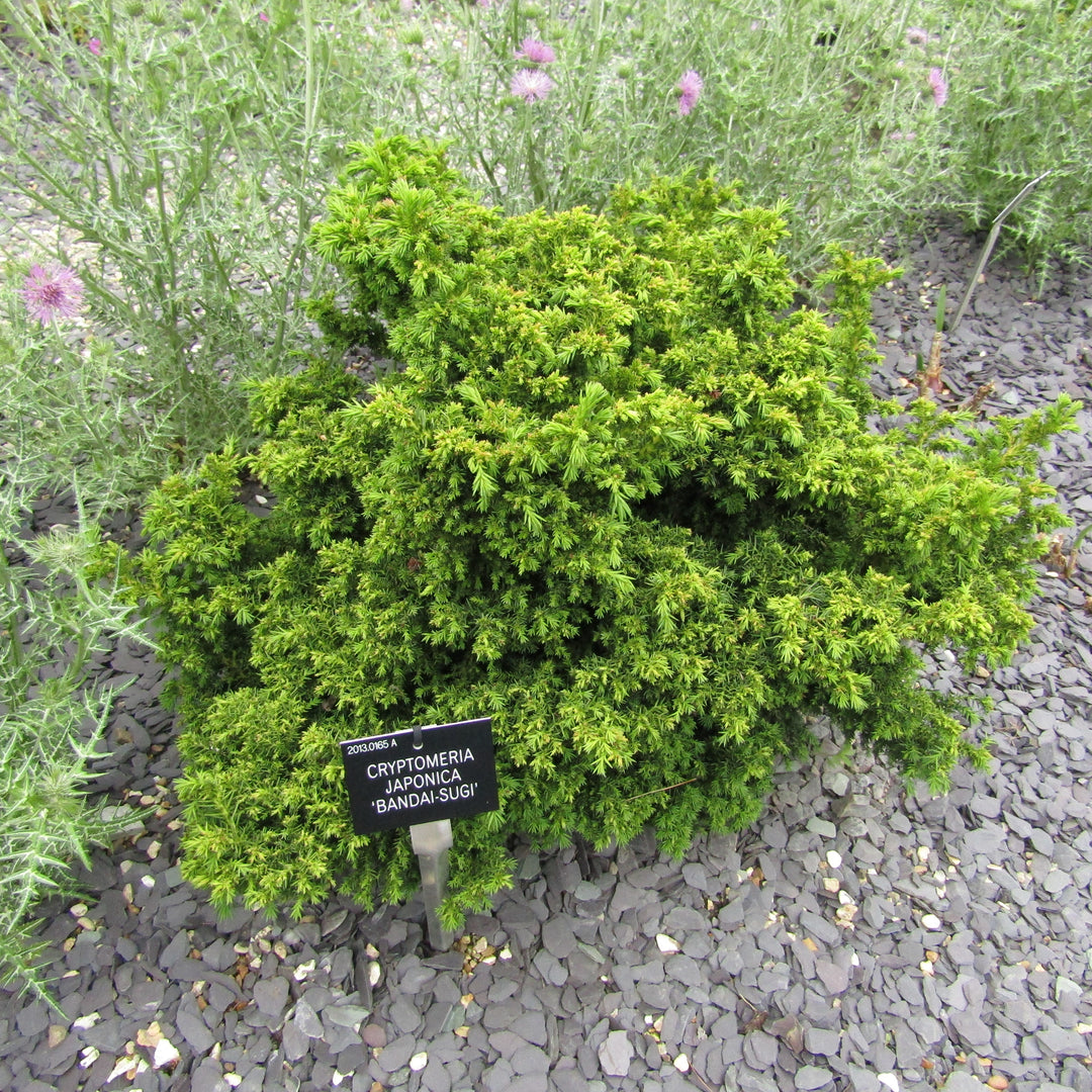 Cryptomeria japonica 'Bandai' ~ Bandai Japanese Cedar-ServeScape