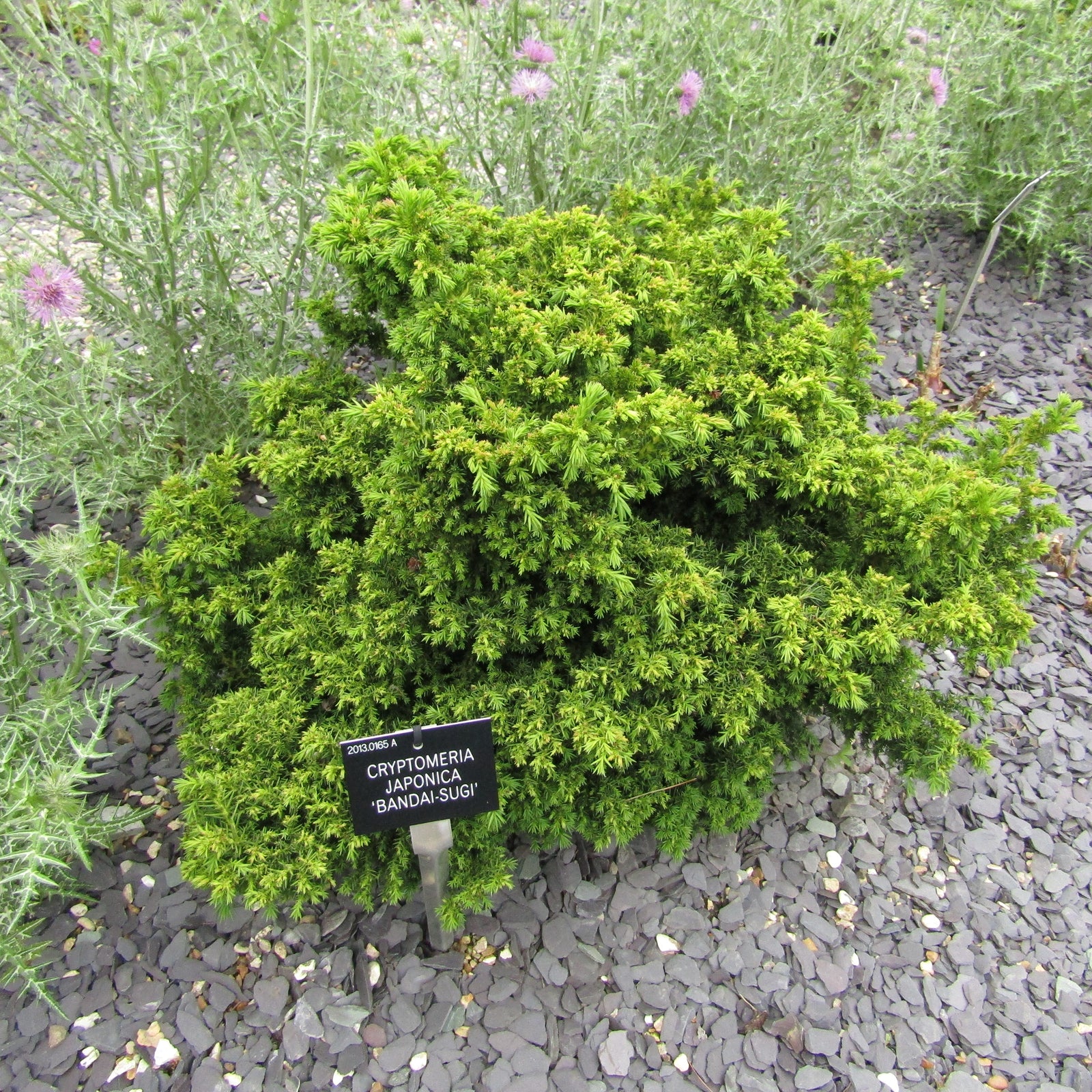 Cryptomeria japonica 'Bandai' ~ Bandai Japanese Cedar-ServeScape
