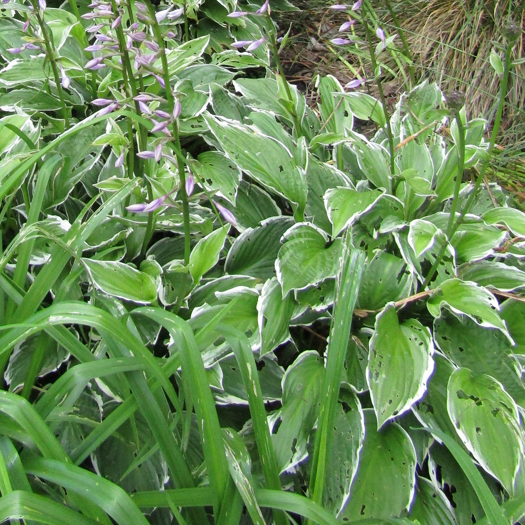 Hosta undulata 'Albomarginata' ~ Albo marginata Hosta-ServeScape