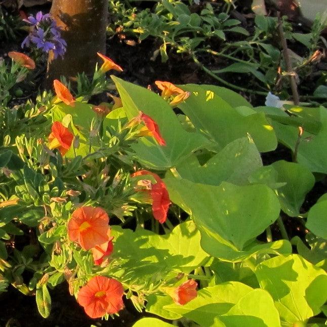 Ipomoea batatas ‘Sweet Georgia Light Green’ ~ Sweet Georgia® Light Green Sweet Potato-ServeScape