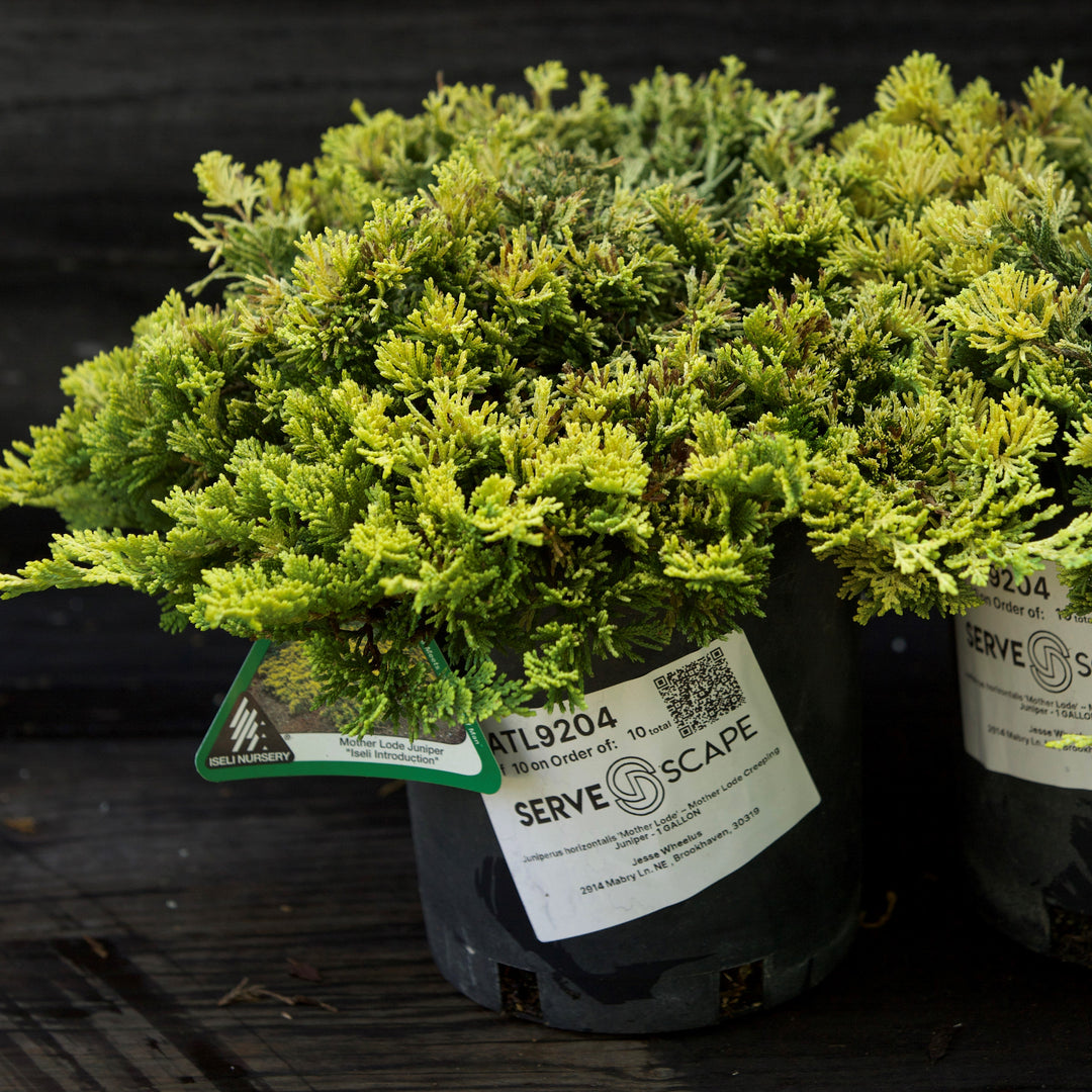Juniperus horizontalis 'Mother Lode' ~ Mother Lode Creeping Juniper-ServeScape