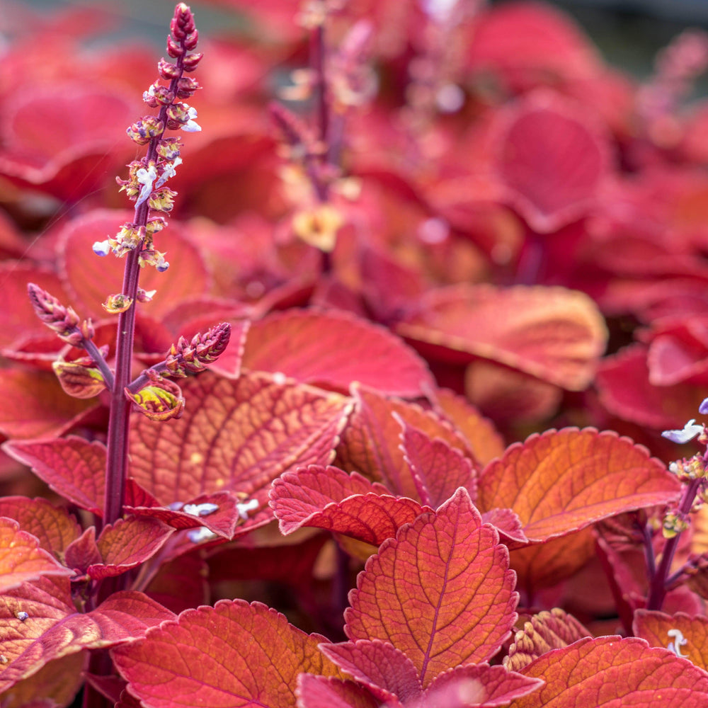 Solenostemon scutellarioides ‘UF12-22-1’ ~ Campfire Coleus-ServeScape