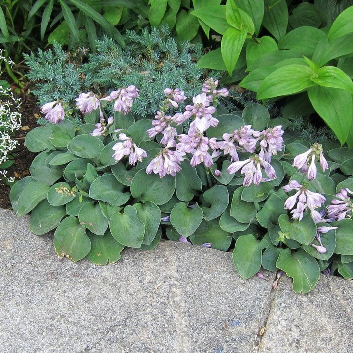 Hosta 'Blue Mouse Ears' ~ Blue Mouse Ears Hosta-ServeScape