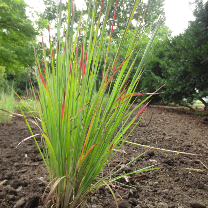 Schizachyrium scoparium 'Standing Ovation' ~ Standing Ovation Little Bluestem-ServeScape