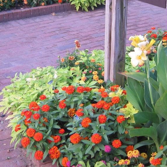 Zinnia ‘Profusion Double Fire’ ~ Profusion Double Fire Zinnia-ServeScape