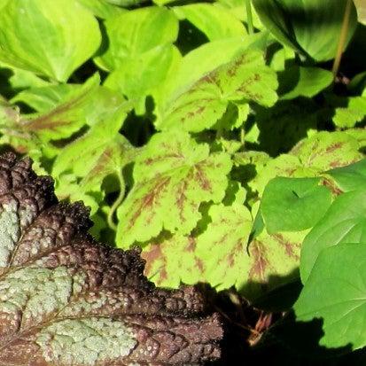 Heuchera 'Electric Lime' ~ Electric Lime Coral Bells-ServeScape