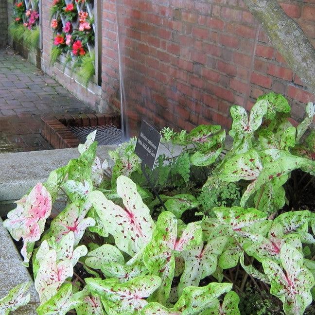 Caladium 'Miss Muffet' ~ Miss Muffet Caladium-ServeScape