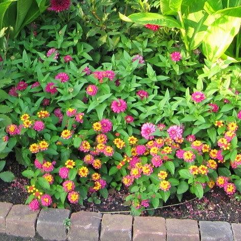 Lantana camara 'Balandsunrim' ~ Landmark™ Sunrise Rose Lantana-ServeScape