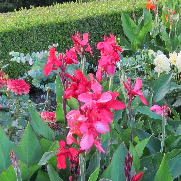 Salvia 'Wendy's Wish' ~ Wendy's Wish Salvia-ServeScape