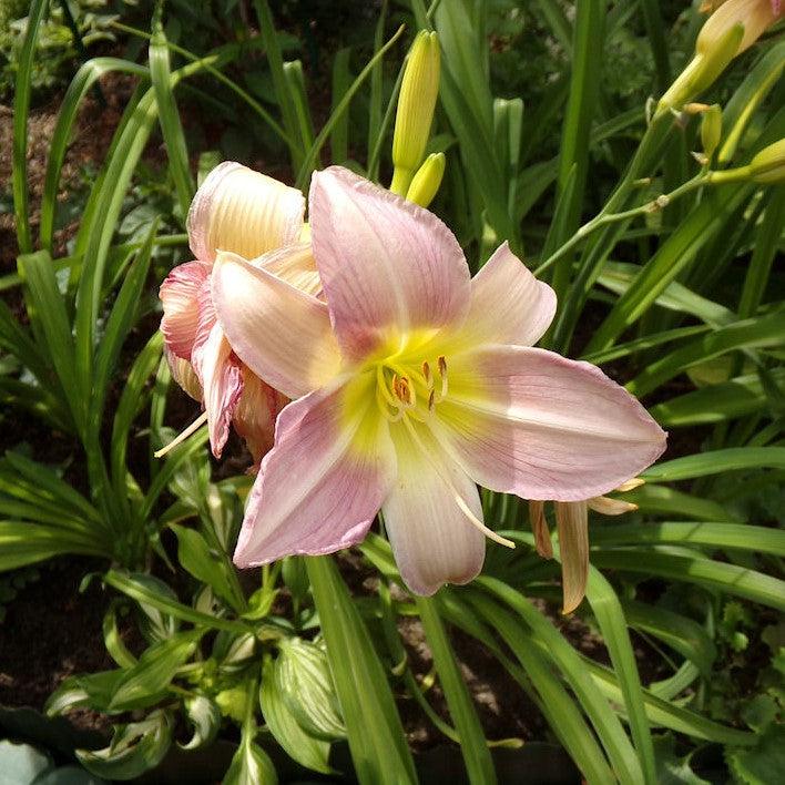 Hemerocallis 'Little Wart' ~ Little Wart Daylily-ServeScape