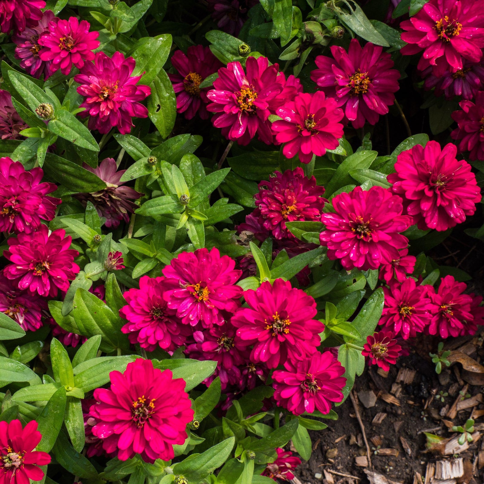 Zinnia ‘Profusion Double Hot Cherry’ ~ Profusion Double Hot Cherry Zinnia-ServeScape