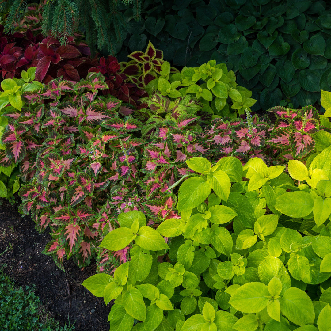 Solenostemon ‘Wizard Mix’ ~ Wizard® Mix Coleus-ServeScape
