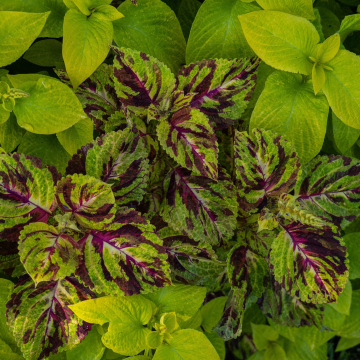 Solenostemon ‘Wizard Mix’ ~ Wizard® Mix Coleus-ServeScape