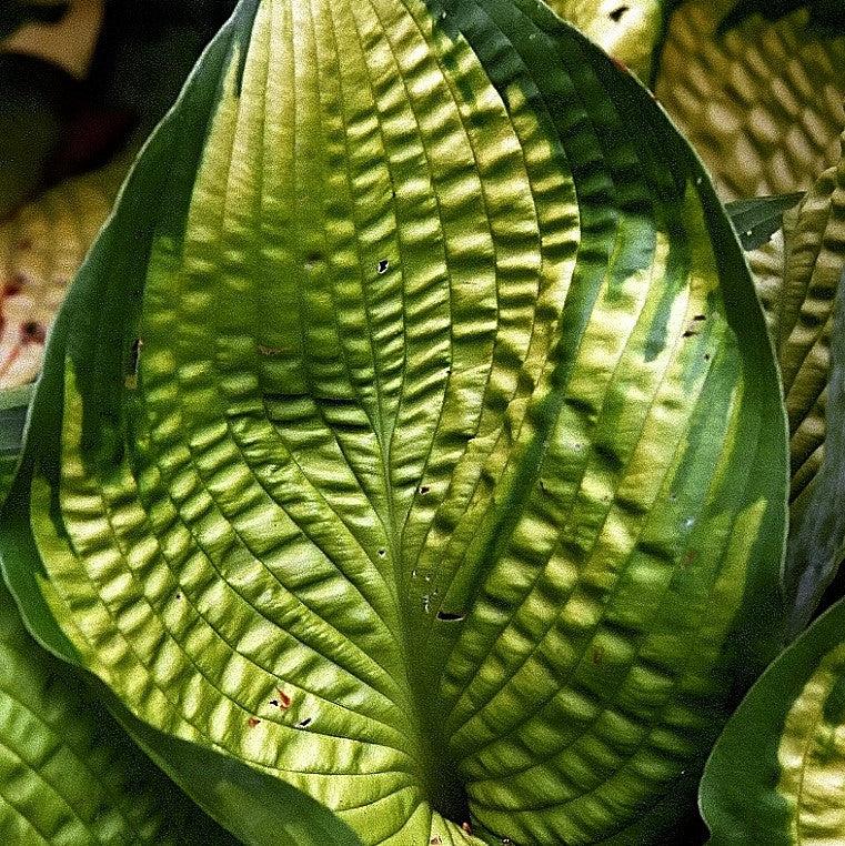 Hosta x 'Brother Stefan' ~ Brother Stefan Hosta-ServeScape