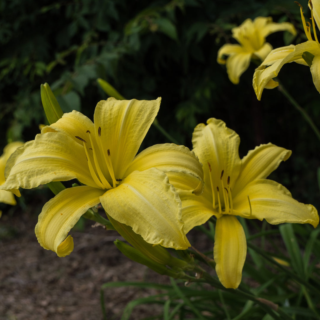 Hemerocallis 'Hyperion' ~ Hyperion Daylily-ServeScape