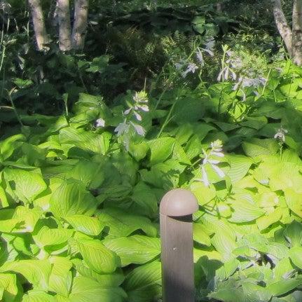 Hosta 'August Moon' ~ August Moon Hosta-ServeScape