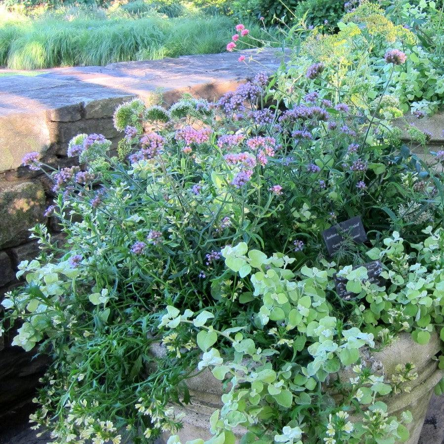 Verbena bonariensis 'Lollipop' ~ Lollipop Verbena-ServeScape