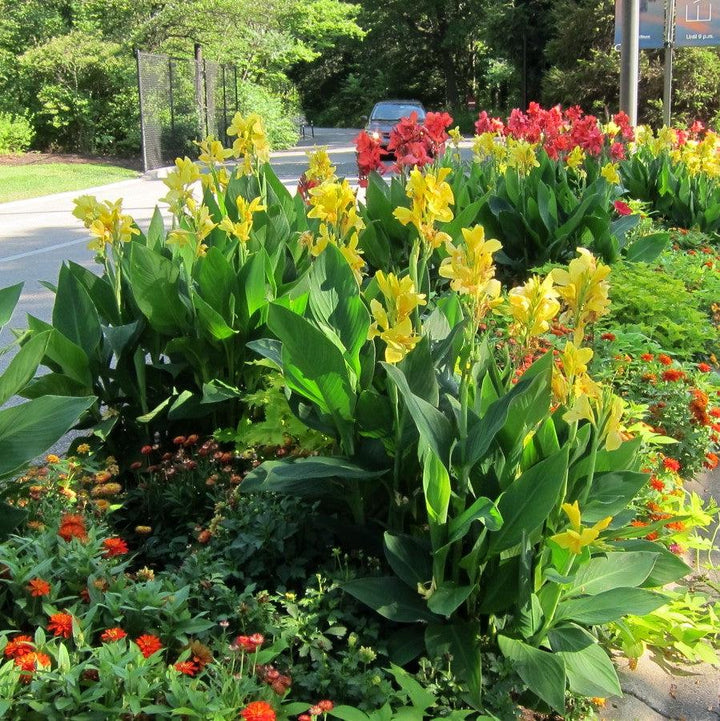 Canna x generalis 'Yellow' ~ CANNOVA® Yellow Canna Lily-ServeScape