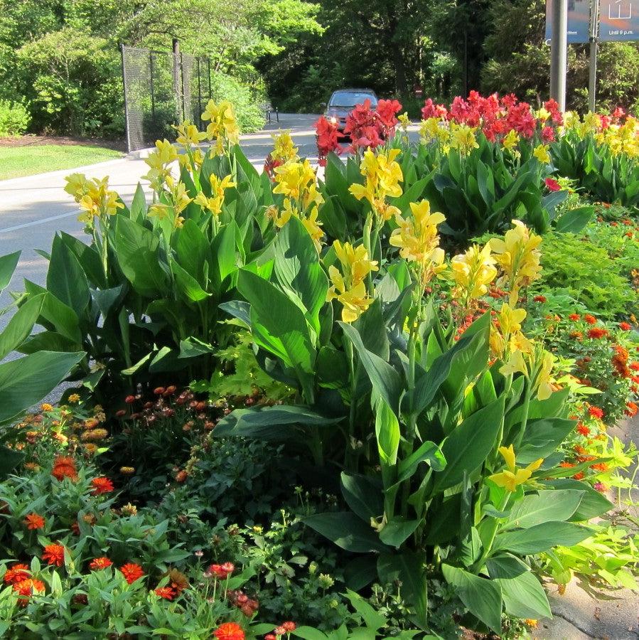 Canna x generalis 'Yellow' ~ CANNOVA® Yellow Canna Lily-ServeScape