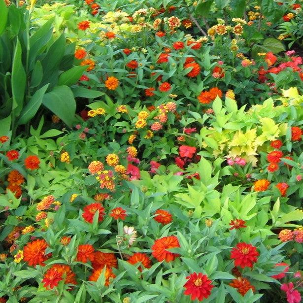 Zinnia ‘Profusion Double Fire’ ~ Profusion Double Fire Zinnia-ServeScape