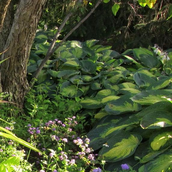 Hosta x 'Paul's Glory' ~ Paul's Glory Hosta-ServeScape