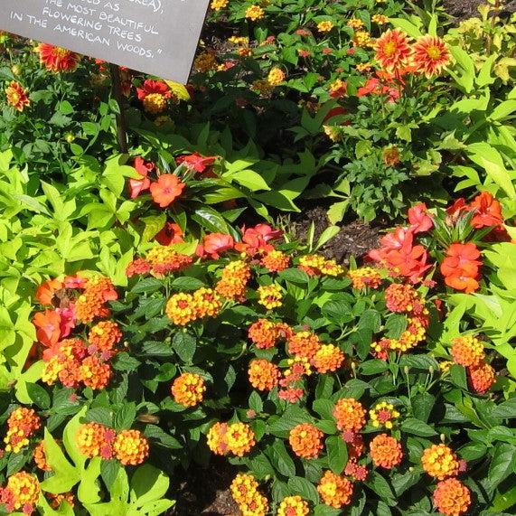 Lantana camara 'Balandcit' ~ Landmark™ Citrus Lantana-ServeScape