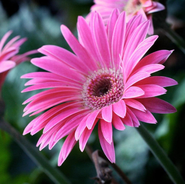 Gerbera 'Garvinea Sweet Spice' ~ Garvinea® Sweet Spice Gerbera-ServeScape