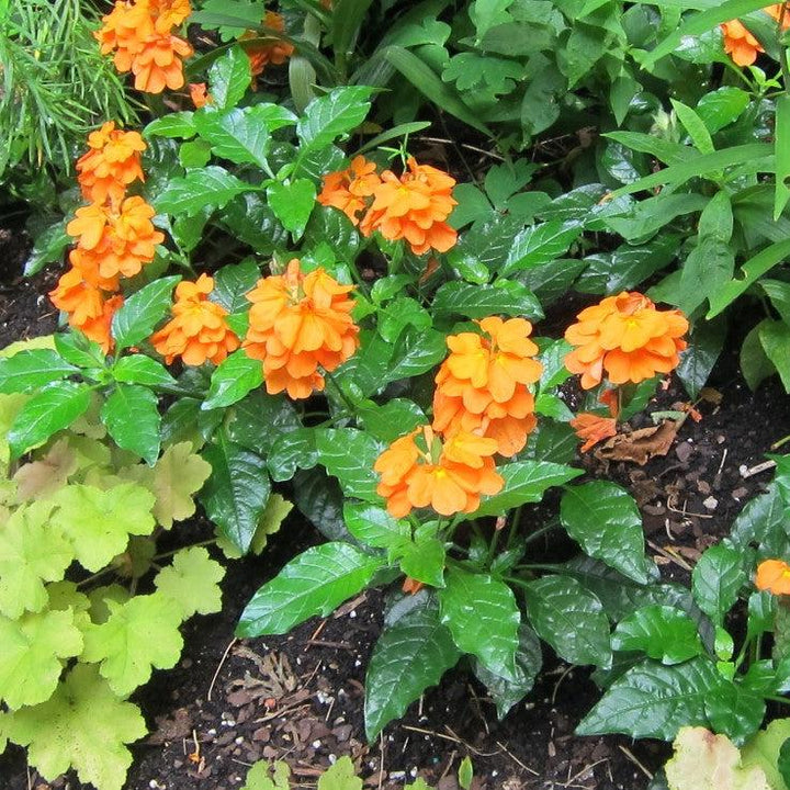 Crossandra infundibuliformis 'Orange Marmalade' ~ Orange Marmalade Crossandra-ServeScape