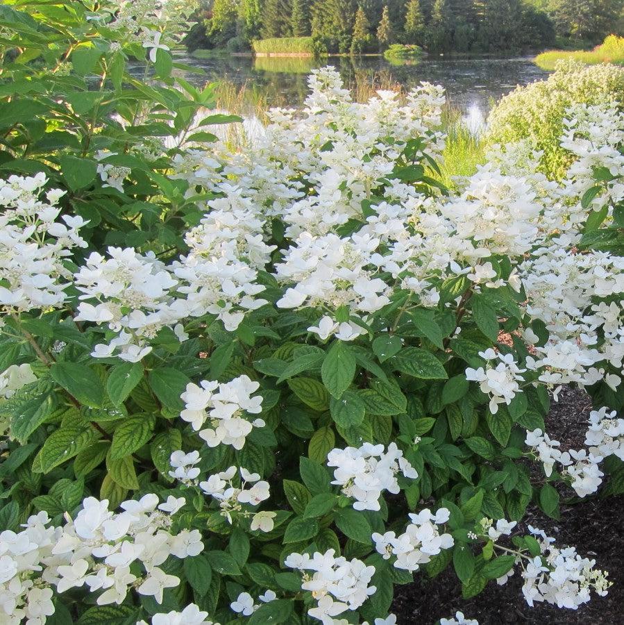 Hydrangea paniculata 'hypmad I' PP19,082 ~ First Editions® White Diamonds® Hydrangea-ServeScape