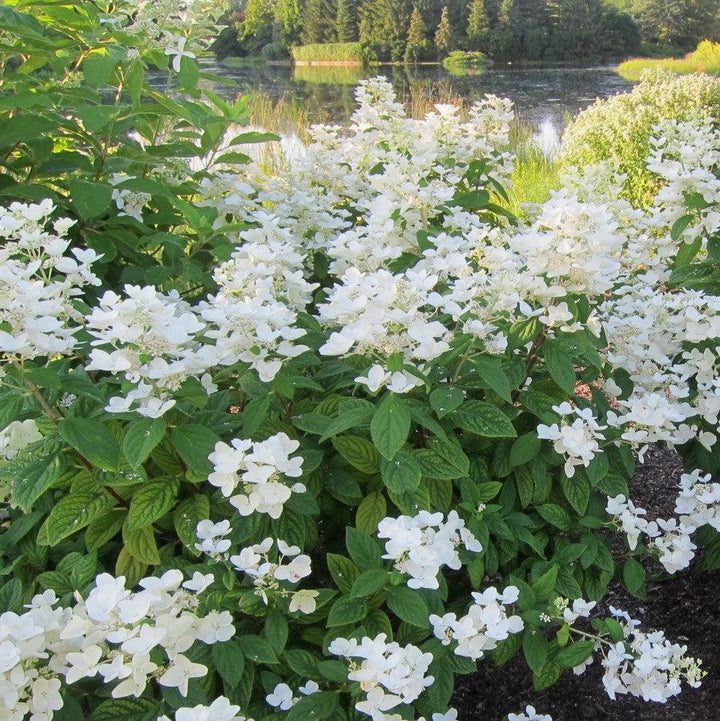 Hydrangea paniculata 'hypmad I' PP19,082 ~ First Editions® White Diamonds® Hydrangea-ServeScape