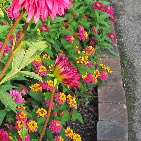 Lantana camara 'Balandsunrim' ~ Landmark™ Sunrise Rose Lantana-ServeScape