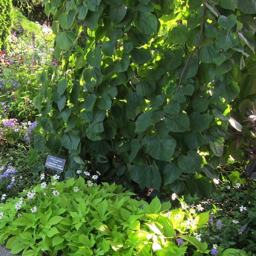 Cercis canadensis 'Covey' ~ Lavender Twist® Redbud-ServeScape