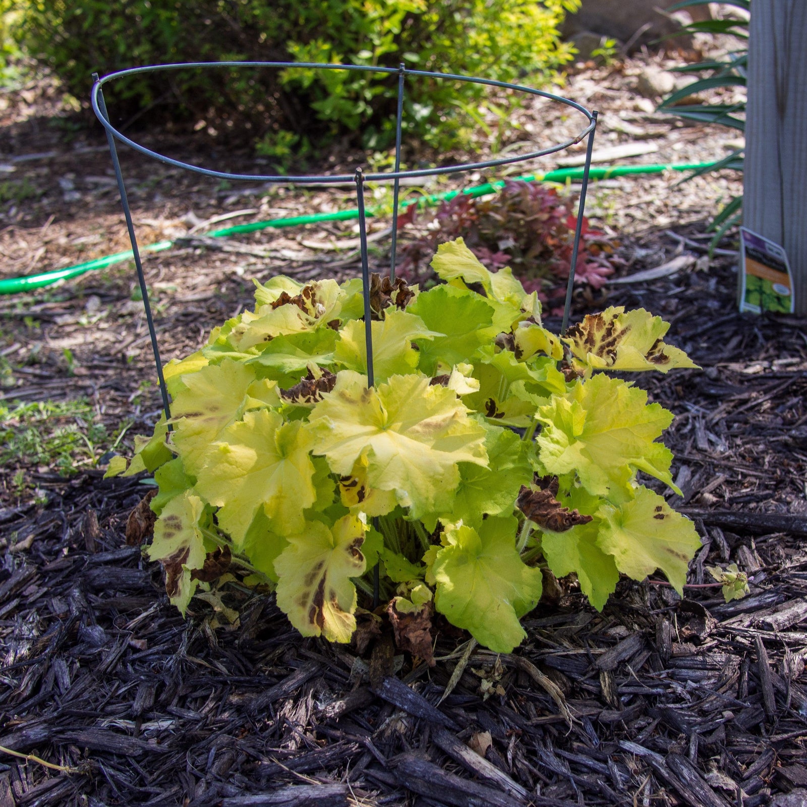 Heuchera 'Guacamole' ~ Guacamole Heuchera-ServeScape