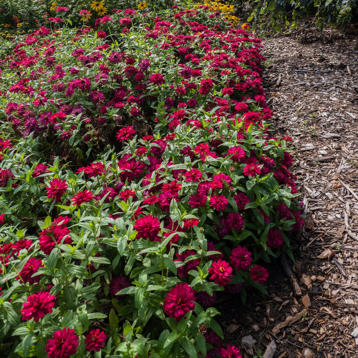Zinnia ‘Profusion Double Hot Cherry’ ~ Profusion Double Hot Cherry Zinnia-ServeScape