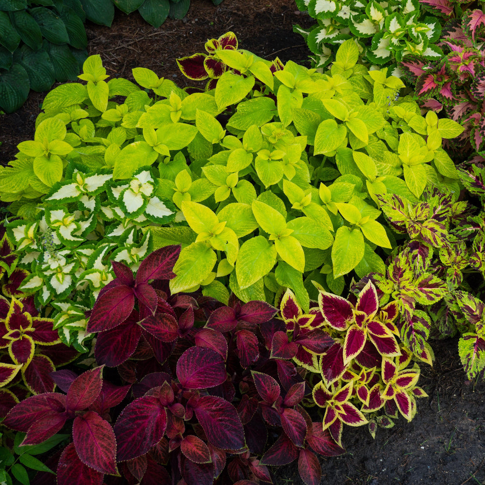 Solenostemon ‘Wizard Mix’ ~ Wizard® Mix Coleus-ServeScape