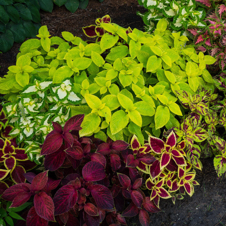 Solenostemon ‘Wizard Mix’ ~ Wizard® Mix Coleus-ServeScape