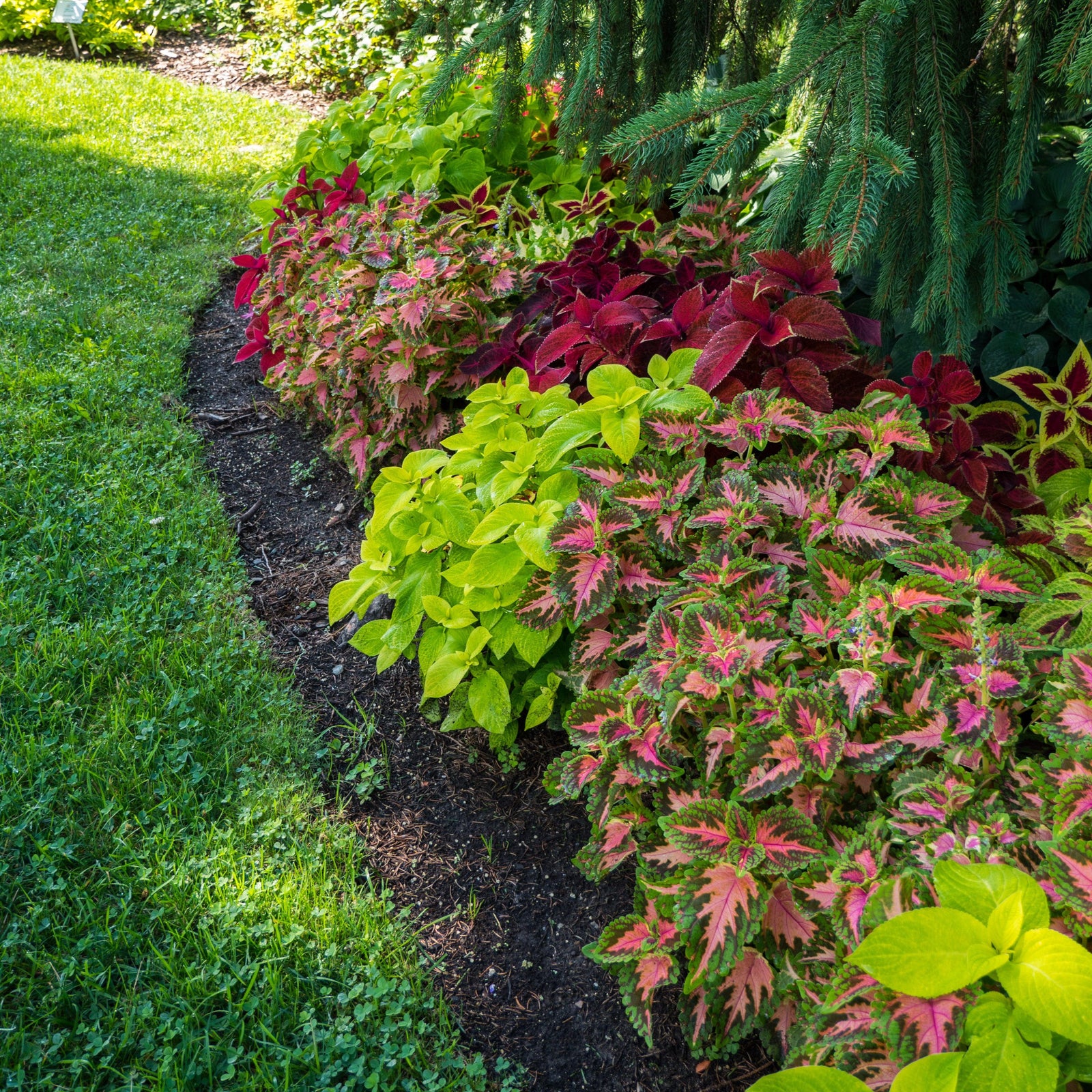Solenostemon ‘Wizard Mix’ ~ Wizard® Mix Coleus-ServeScape