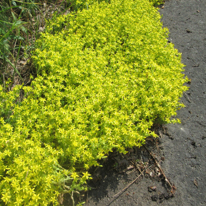 Sedum acre var aurea ~ Gold Moss Sedum-ServeScape