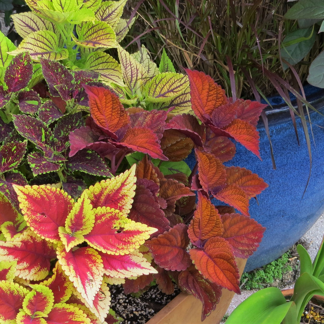 Solenostemon scutellarioides ‘UF13-26-7’ ~ Inferno Coleus-ServeScape