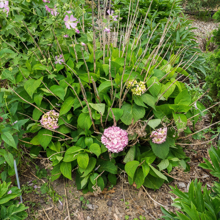Hydrangea macrophylla 'Bailmer’ ~ Endless Summer® The Original Hydrangea-ServeScape