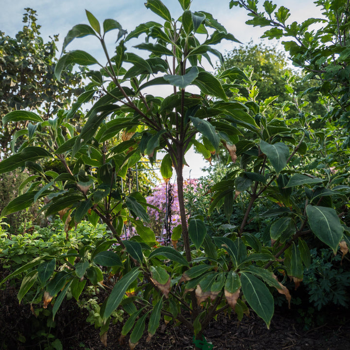 Cornus kousa 'Little Poncho' ~ Little Poncho Dogwood-ServeScape
