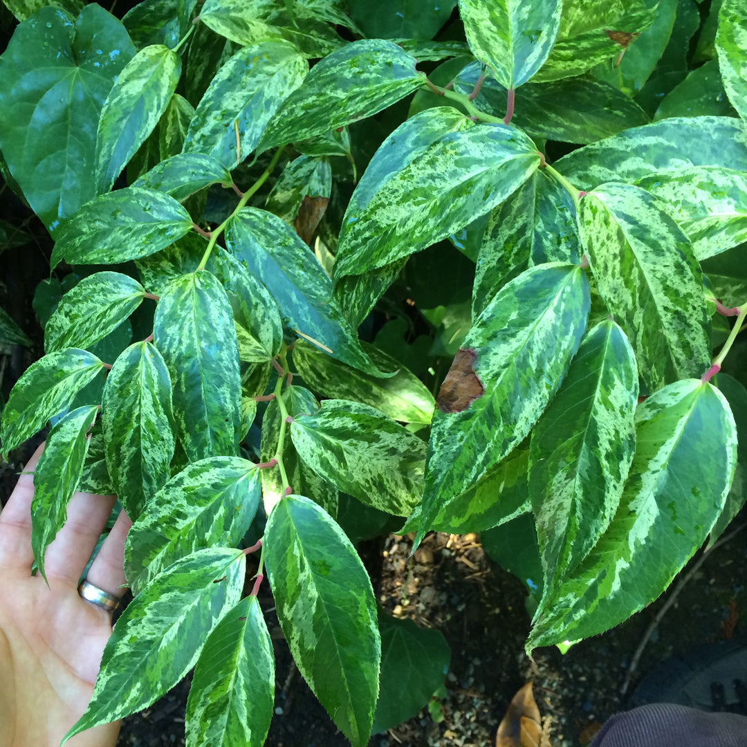 Leucothoe fontanesiana 'Rainbow' ~ Rainbow Drooping Leucothoe-ServeScape