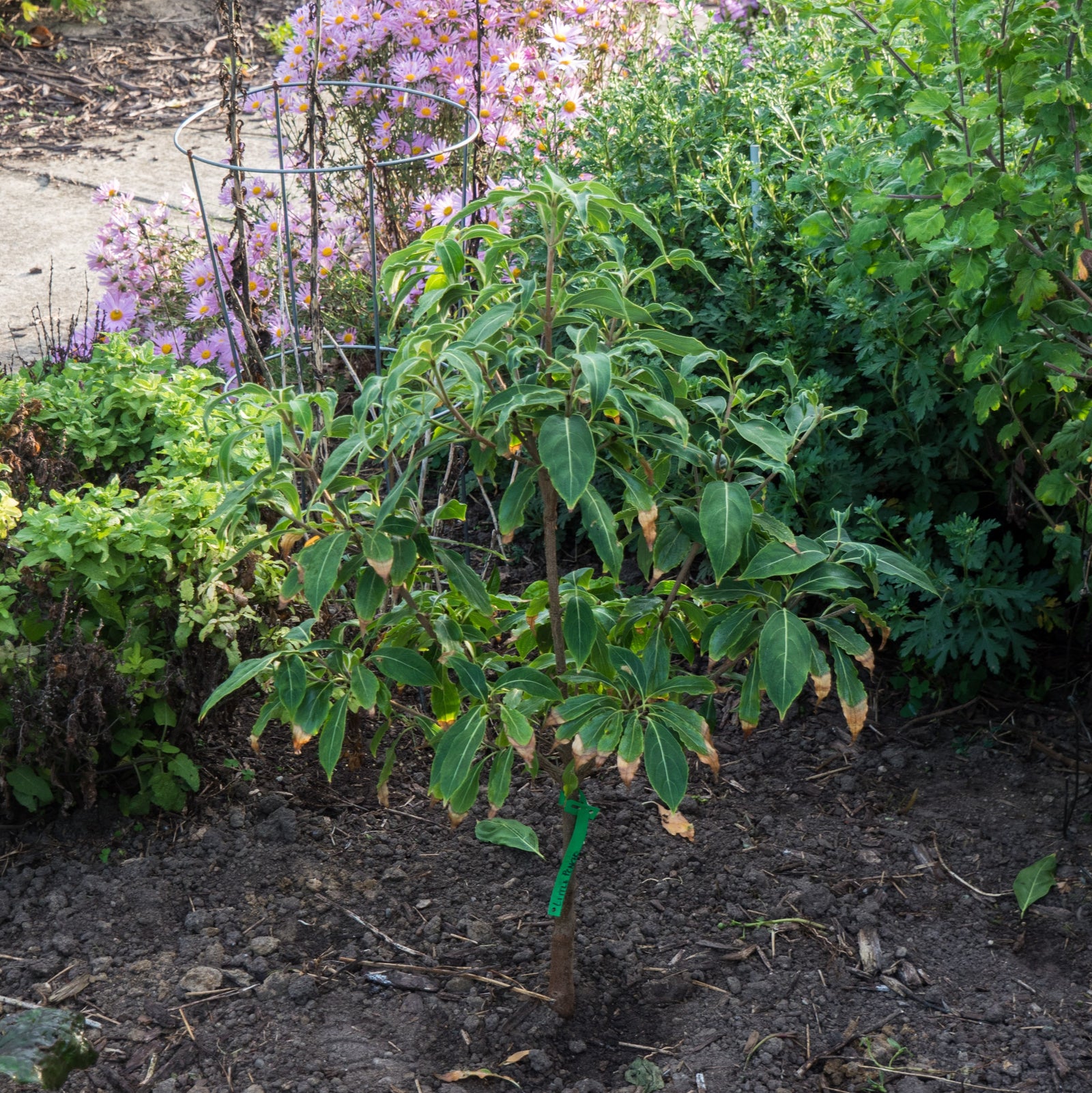 Cornus kousa 'Little Poncho' ~ Little Poncho Dogwood-ServeScape