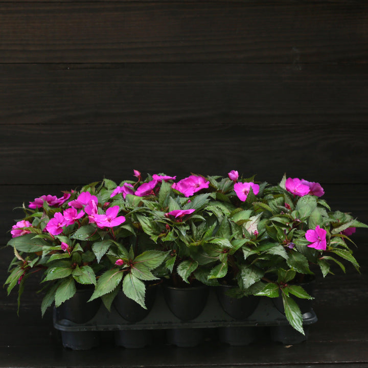 Impatiens walleriana 'XDR Purple' ~ Imara™ XDR Purple Impatiens-ServeScape