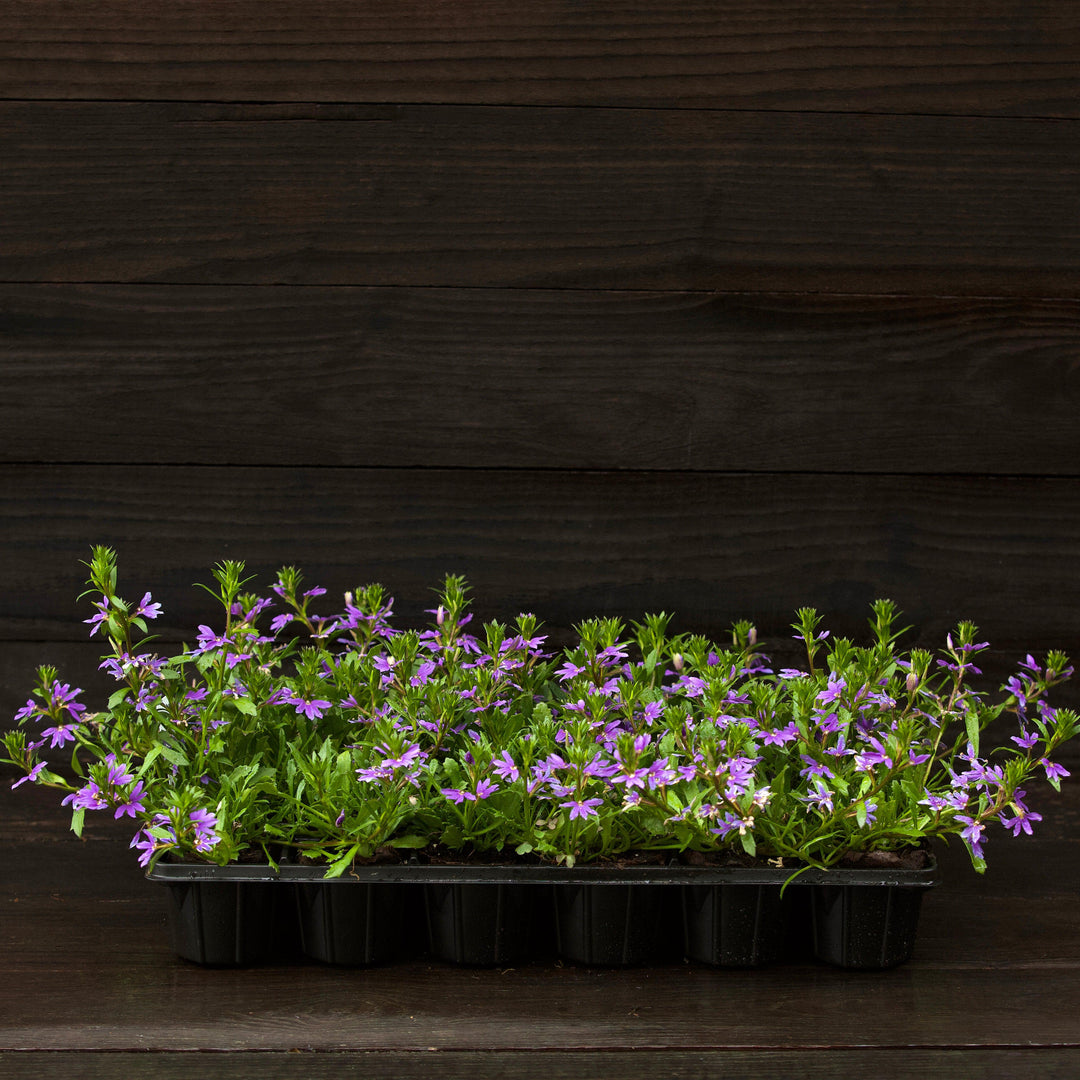 Scaevola aemula 'Bombay Dark Blue' ~ Bombay® Dark Blue Fan Flower-ServeScape