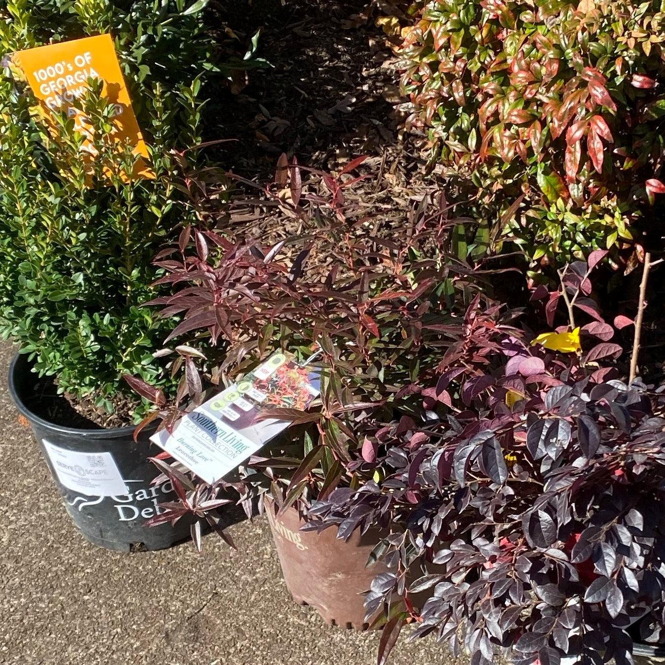 Leucothoe keiskei 'Opstal 50' ~ Burning Love™ Leucothoe-ServeScape