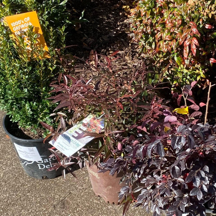 Leucothoe keiskei 'Opstal 50' ~ Burning Love™ Leucothoe-ServeScape