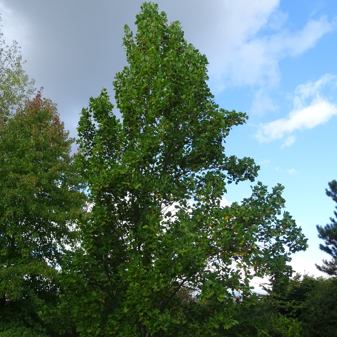 Liriodendron tulipifera 'Arnold' ~ Arnold Yellow Tulip Poplar-ServeScape