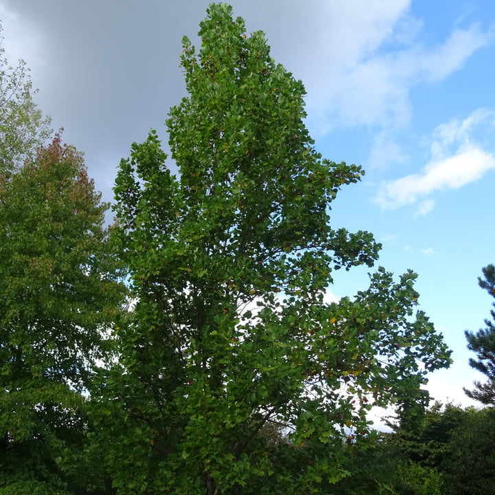 Liriodendron tulipifera 'Arnold' ~ Arnold Yellow Tulip Poplar-ServeScape